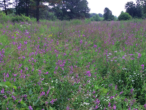 A field of purple flowers.